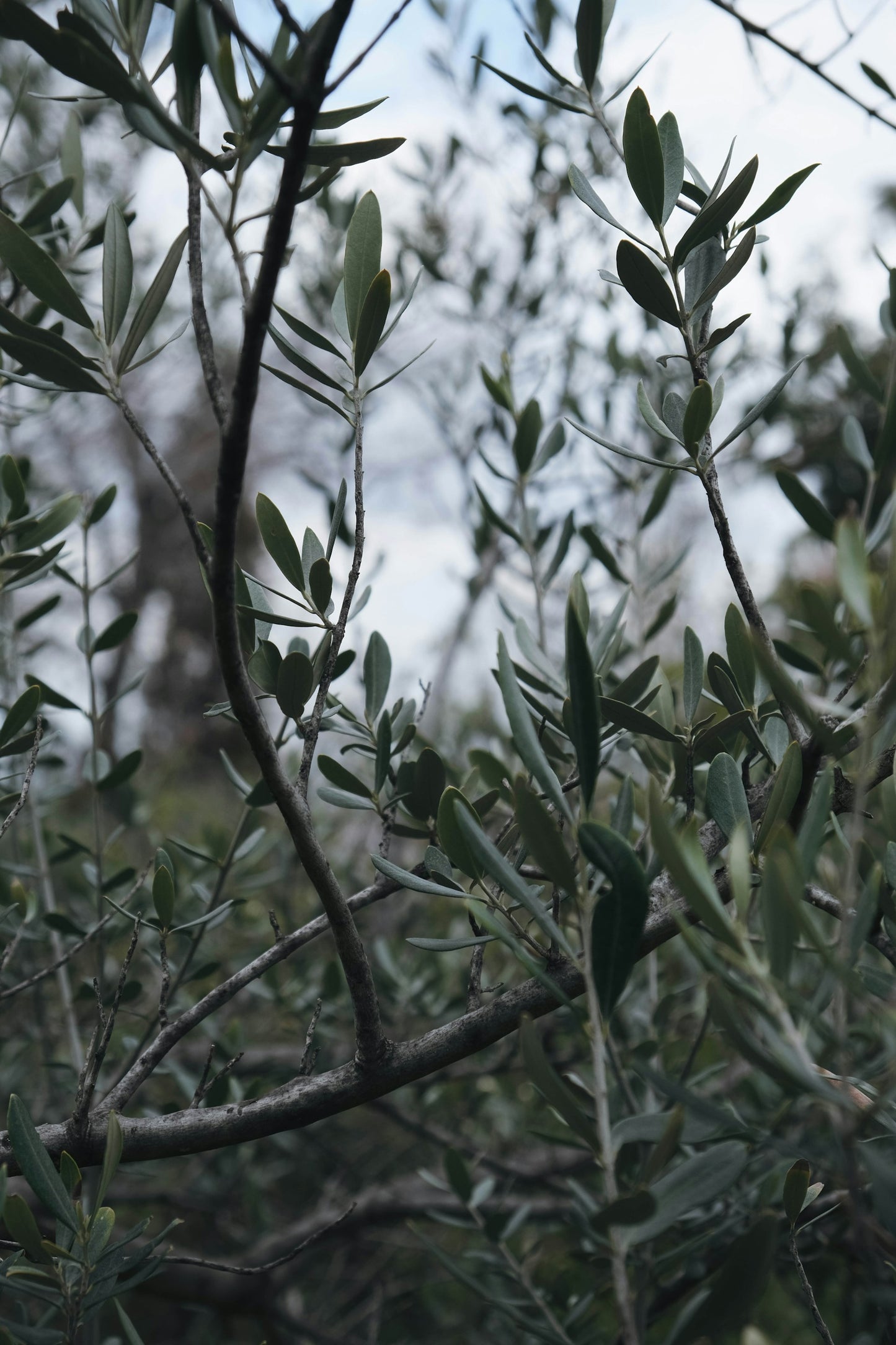 Aroma Bundle - Eucalyptus + Lavender