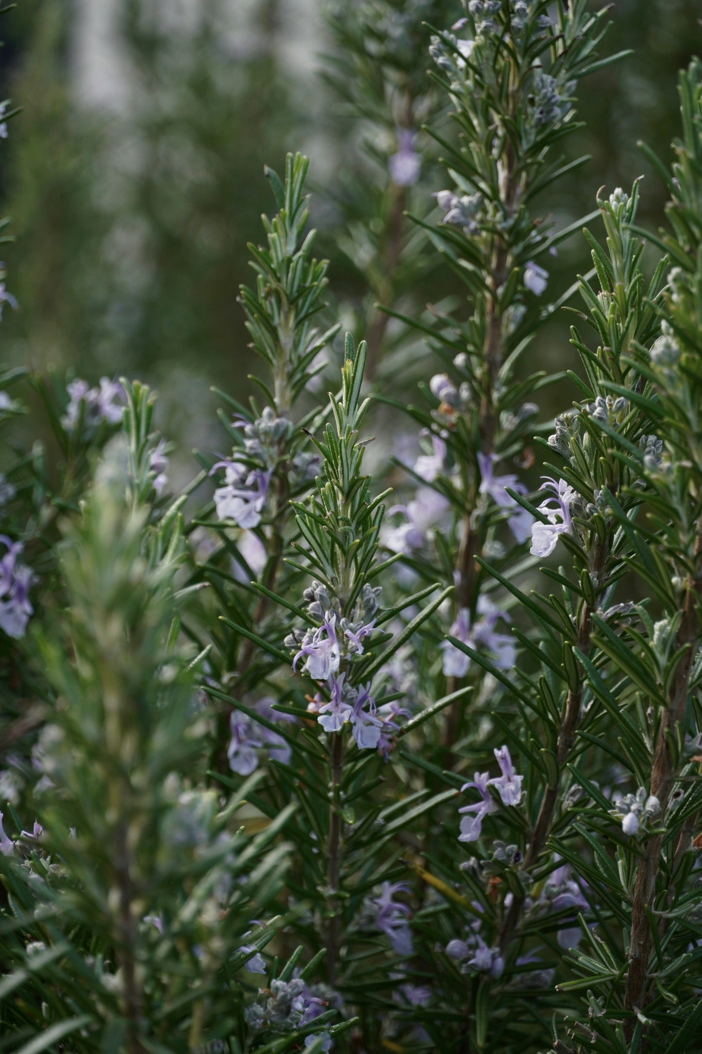 Aroma Bundle - Eucalyptus + Lavender